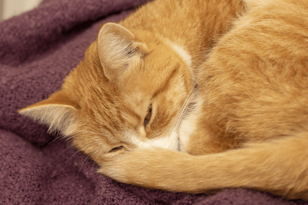 Janet MacIsaac (Eleanor the cat)